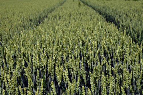 wheat  wheat field  cereals