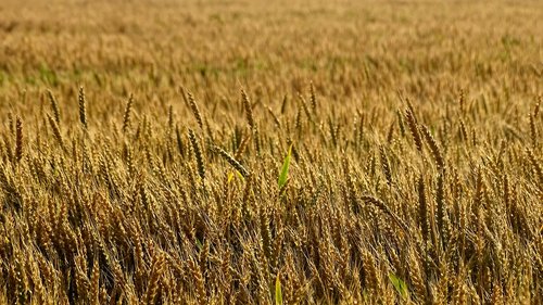 wheat  rye  harvest