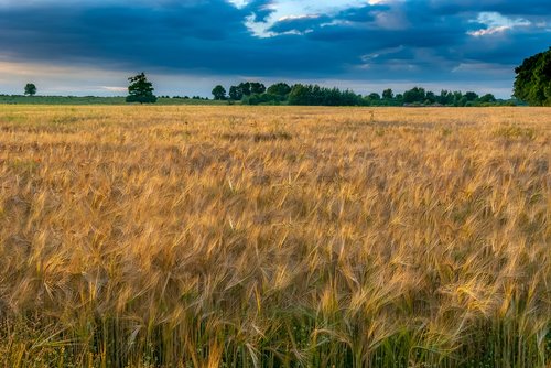 wheat  sky  nature