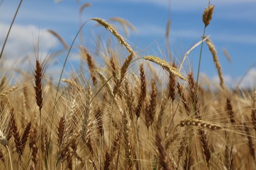 wheat  spike  grain