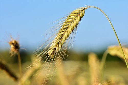 wheat  barley  cereals
