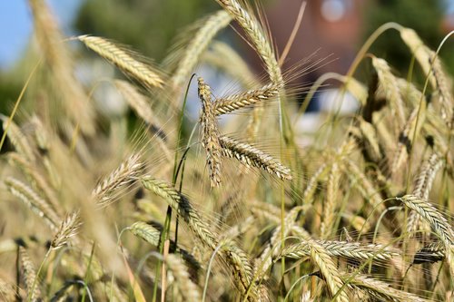 wheat  barley  cereals