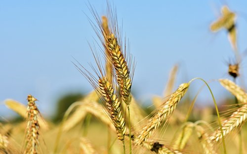 wheat  barley  cereals