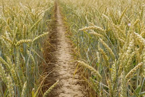 wheat  grain  cornfield