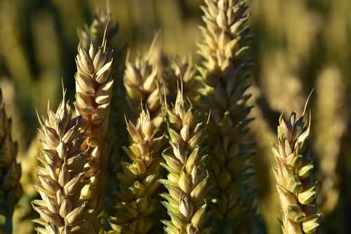 wheat  wheat field  wheat spike
