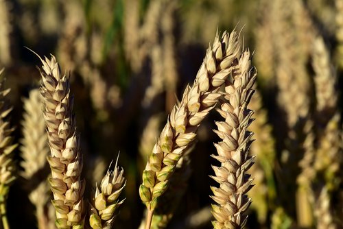 wheat  wheat field  wheat spike