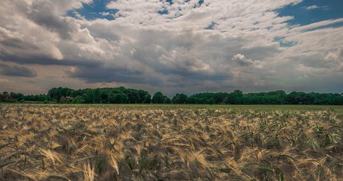 wheat  field  germany