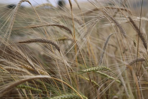 wheat  spike  grain