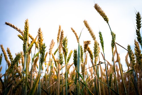 wheat  spike  field