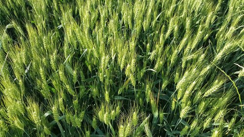 wheat  green wheat  wheat field