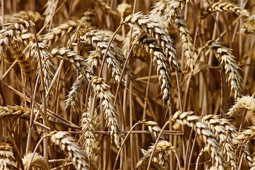 wheat  spike  cereals
