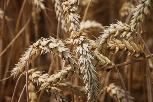 wheat  spike  cereals