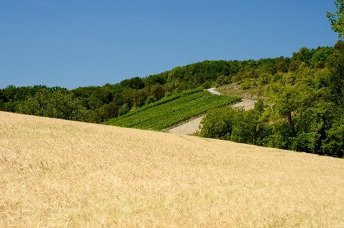 wheat  wine  vines