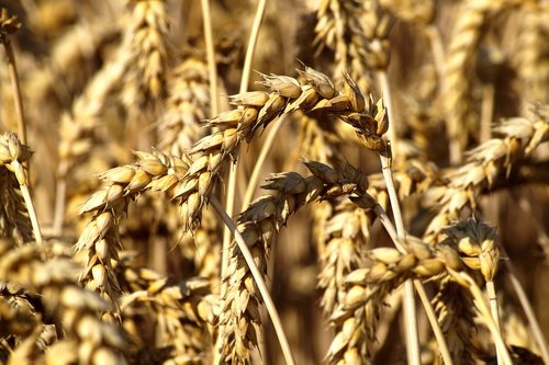 wheat  cereals  harvest