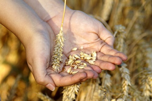 wheat  hands  grain