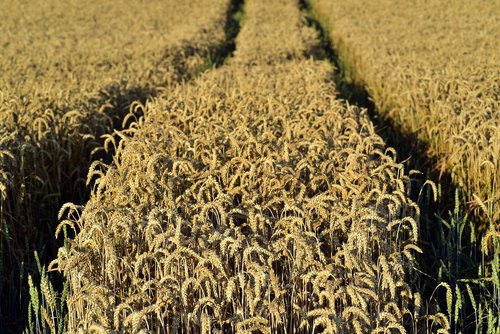 wheat  wheat field  nature