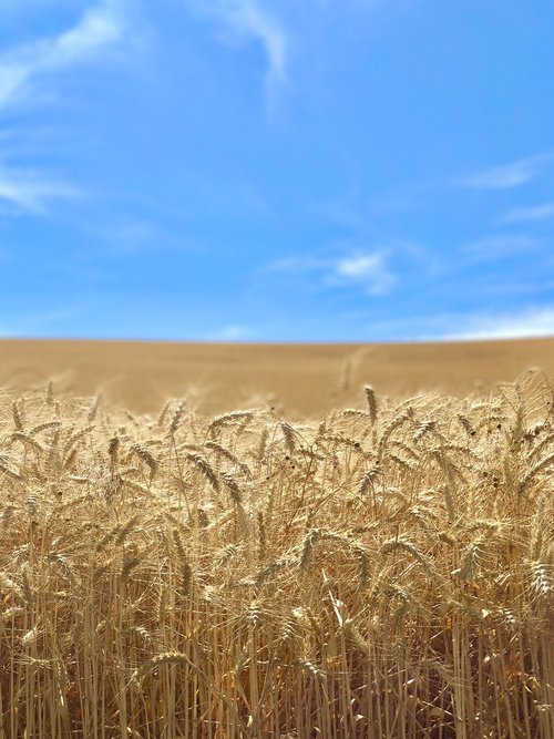 wheat  harvest  farming