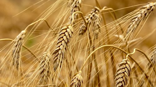 wheat  natural  nature