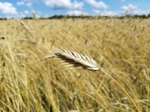 wheat  grain  field