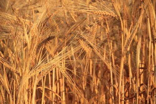 wheat  cereals  plants