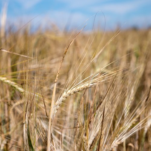 wheat  fields  nature
