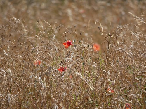 wheat  poppy  red