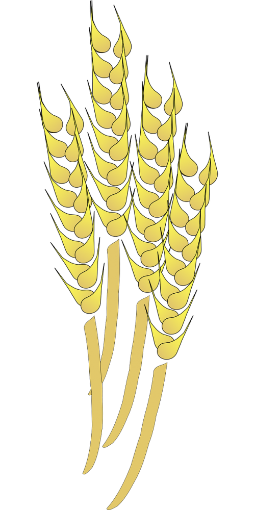 wheat grains harvesting
