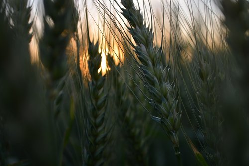 wheat  farm  harvest