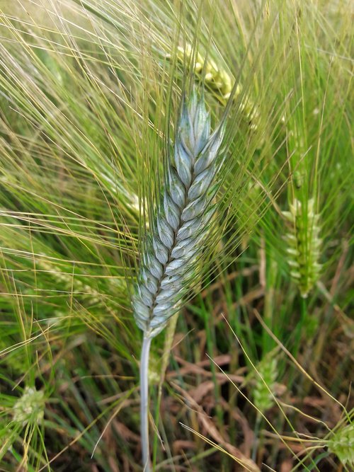 wheat  plant  grain