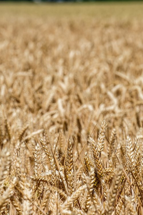 wheat  agriculture  grains