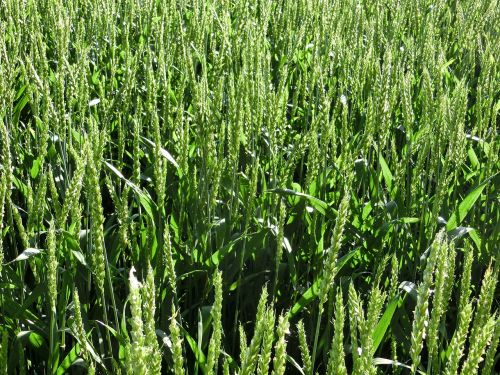 wheat field nature