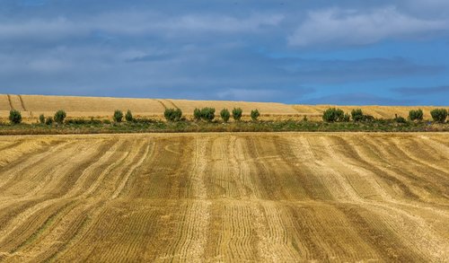 wheat  summer  field