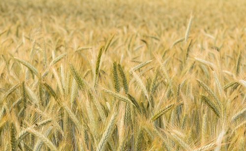 wheat  summer  field