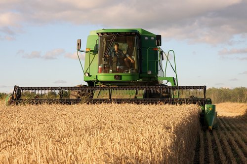 wheat  harvest  farming