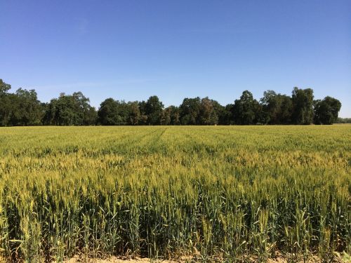 wheat field blue