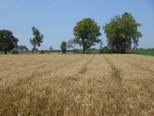 wheat framer agricultural