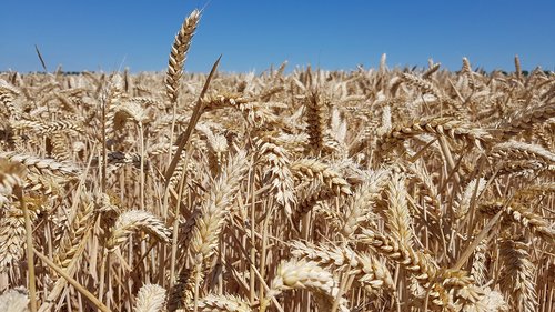 wheat  grain  field