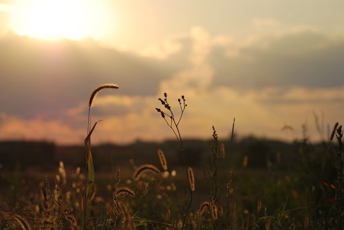 wheat  field  sunset
