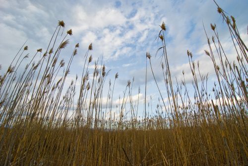 wheat sky field