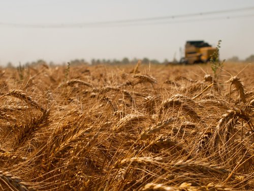 wheat  summer  field