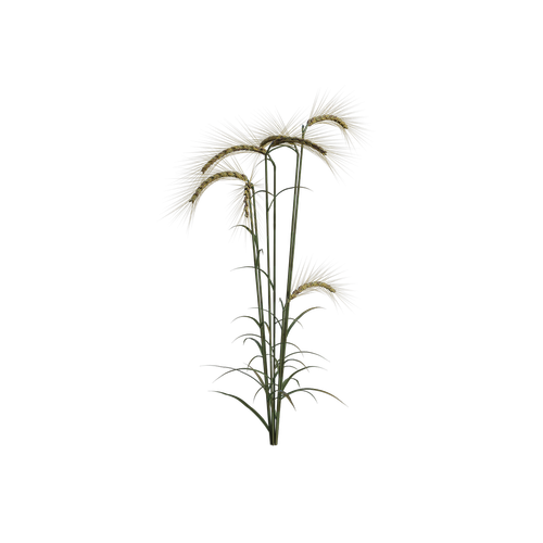 wheat  field  plant