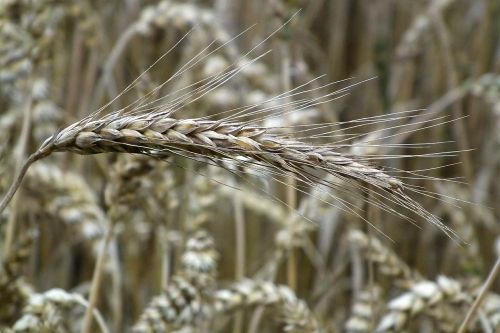 wheat grain spike