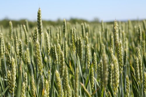 wheat  kolos  field