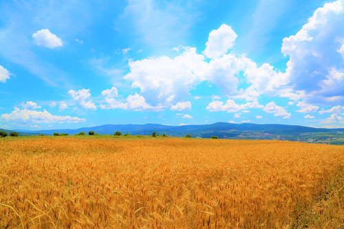 wheat  field  agriculture