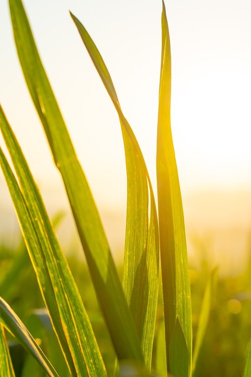 wheat  green leaf  twilight