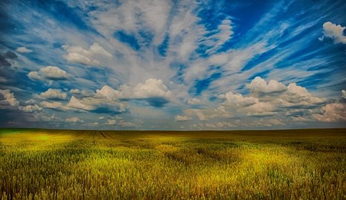 wheat  field  agriculture