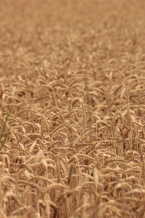 wheat  agriculture  nature