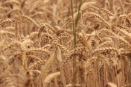 wheat  grain  harvest