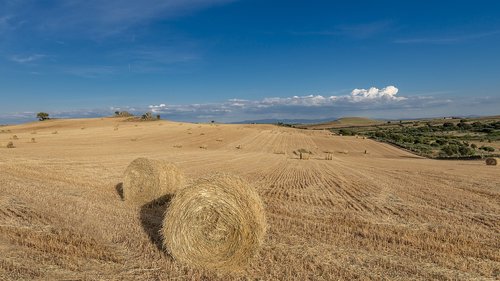 wheat  field  villar de la mare