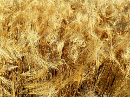 wheat kolos grain